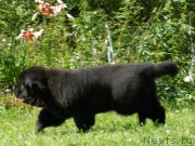 Превью фото № 132086