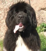 Превью фото № 132092