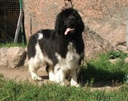 Превью фото № 132093