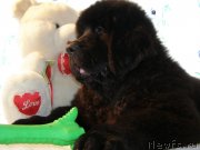 Превью фото № 132102