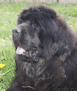 Превью фото № 132108