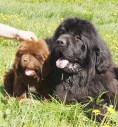 Превью фото № 132111