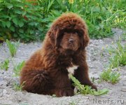 Превью фото № 132117