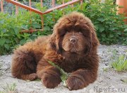 Превью фото № 132118