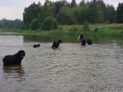 Превью фото № 132165