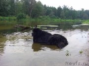 Превью фото № 132166