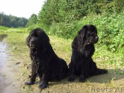 Превью фото № 132168