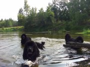 Превью фото № 132169