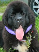 Превью фото № 132174