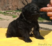 Превью фото № 132179