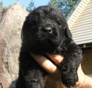 Превью фото № 132181