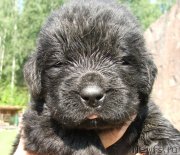 Превью фото № 132182