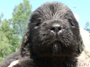 Превью фото № 132185