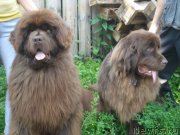 Превью фото № 132190