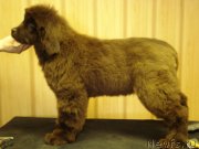 Превью фото № 132191