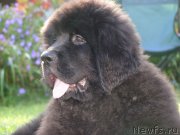 Превью фото № 132209