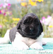 Превью фото № 132229