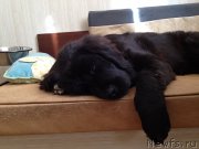 Превью фото № 132258