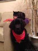 Превью фото № 132261