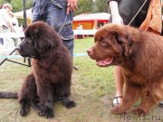 Превью фото № 132294