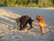 Превью фото № 132312