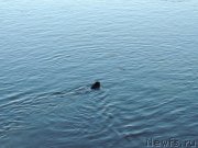 Превью фото № 132325