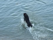 Превью фото № 132327