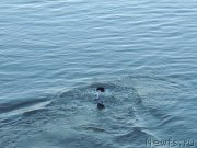 Превью фото № 132328