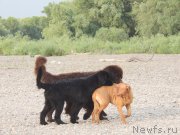 Превью фото № 132338