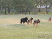 Превью фото № 132342