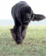 Превью фото № 132343