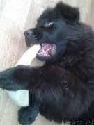 Превью фото № 132344