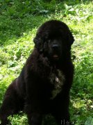 Превью фото № 132347