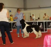 Превью фото № 132358