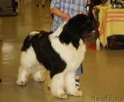 Превью фото № 132363