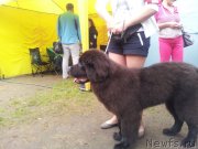 Превью фото № 132371