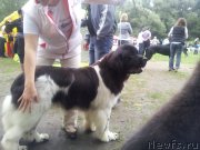 Превью фото № 132380