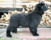 Превью фото № 132450