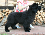 Превью фото № 132452