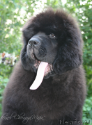 Превью фото № 132453