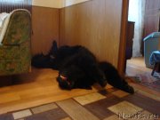 Превью фото № 132473