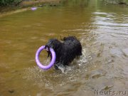 Превью фото № 132485