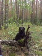 Превью фото № 132487