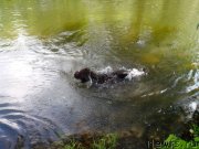 Превью фото № 132509