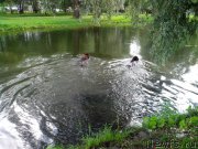 Превью фото № 132512