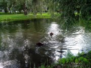 Превью фото № 132514