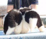 Превью фото № 132598