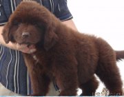 Превью фото № 132603