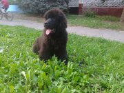 Превью фото № 132636