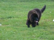 Превью фото № 132641